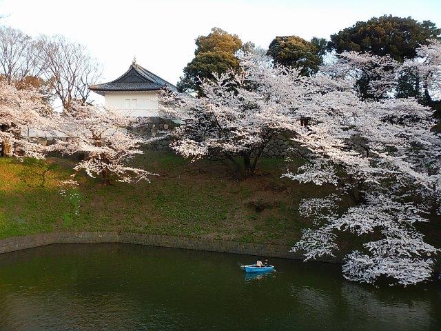 Cherry Blossom at Imperial Palace moat 