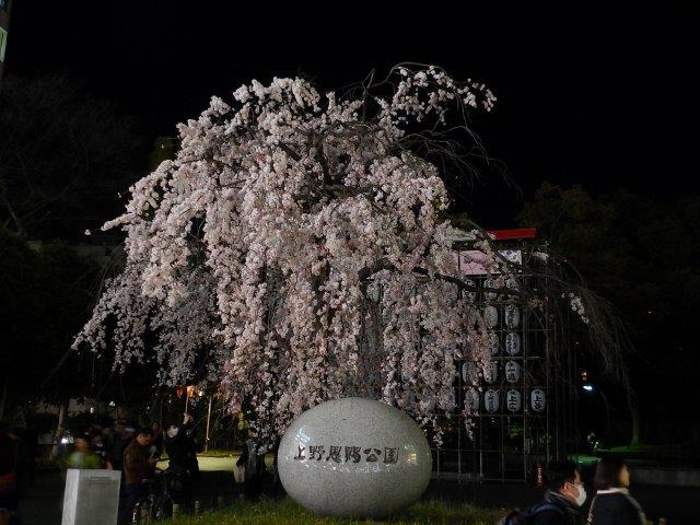 Sweeping cherry at Ueno Park